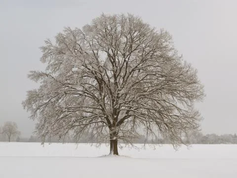 Baum Laubbbaum Eiche Stock Photos