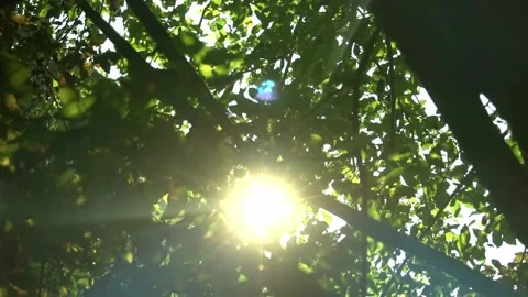 Baum mit Sonne im Hintergrund Stock Footage 163643296