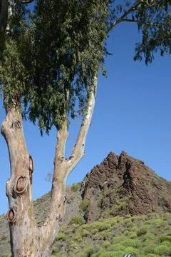 Baum und Berg bei Santa Lucia, Gran Canaria Berg , Santa Lucia, Gran Canar... Stock Photos