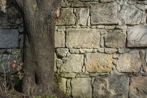 Baum und steinmauer Stock Photos