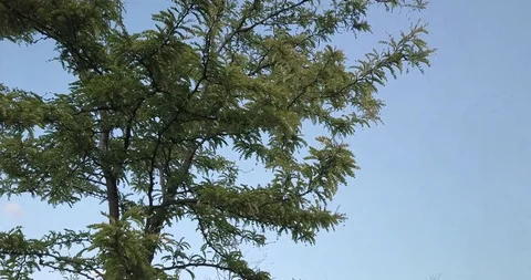 Baum von unten Stockbeeldmateriaal 94462059