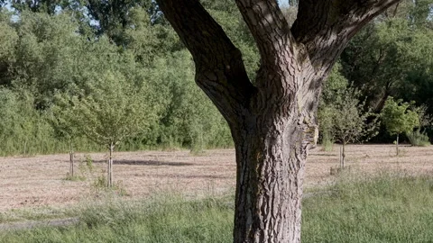 Baum2 Stock Footage 311126104