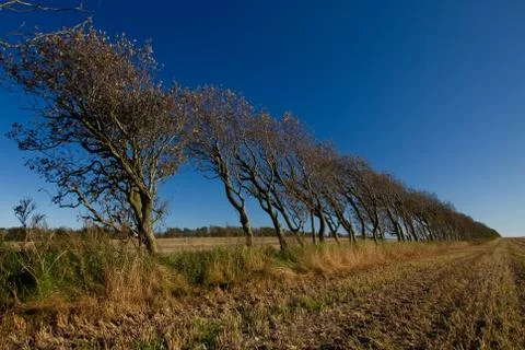 Baumallee Stock Photos