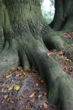 Baumbasis Stock Photos