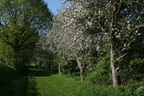 Baumblüte Stock Photos