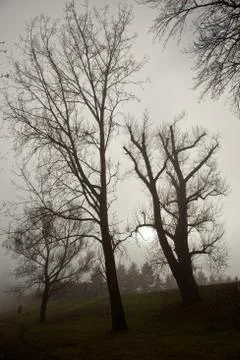 Bäume im nebel Stock Photos