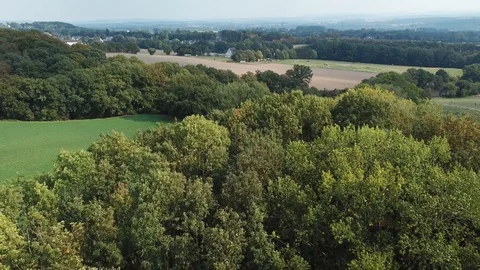 Baumgruppe im Herbst Stockbeeldmateriaal 95091895