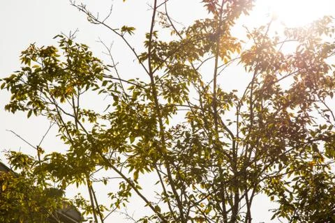 Baumkrone Stock Photos