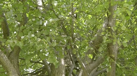 Baumkrone2.mp4 Stock Footage 51567845