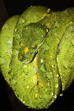 Baumpython Junge grüne Baumpython Young green tree python Copyright: xZoon.. Stock Photos