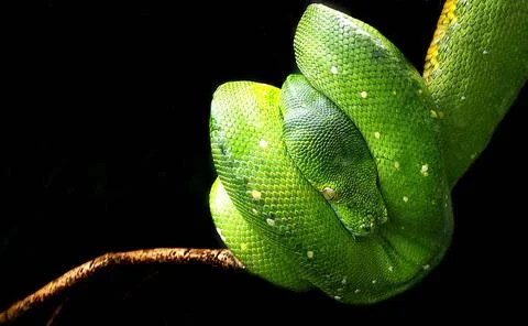 Baumpython Tree python hanging on the branch Copyright: xZoonar.com/Michae... Foto stock