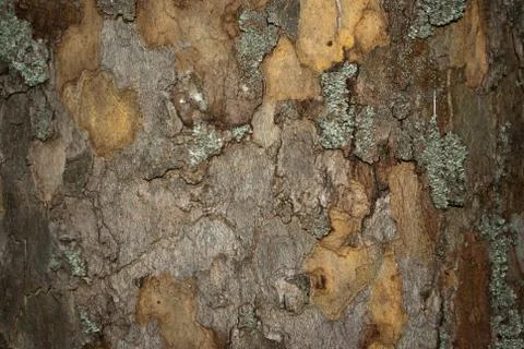 Baumrinde Stock Photos