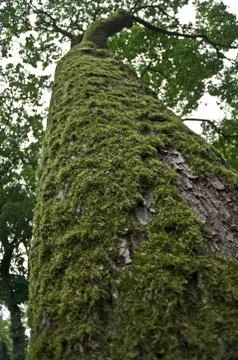 Baumstamm mit Moos Stock Photos