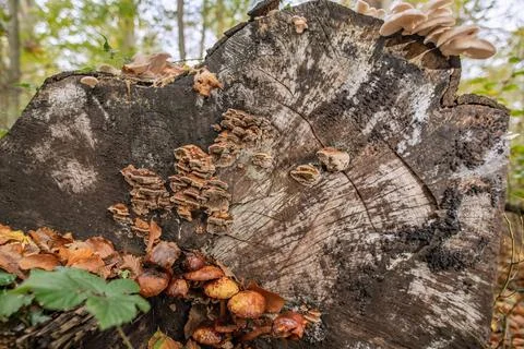 Baumstumpf Eichen Baumstumpf mit Pilzen Copyright: xZoonar.com/KayxAugusti... Foto stock