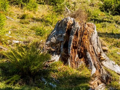  Baumstumpf Ein alter Baumstumpf in einem Wald verrottet Copyright: xZoona... Stock Photos