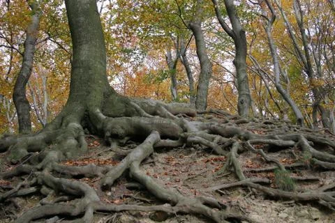 Baumwurzeln Stock Photos