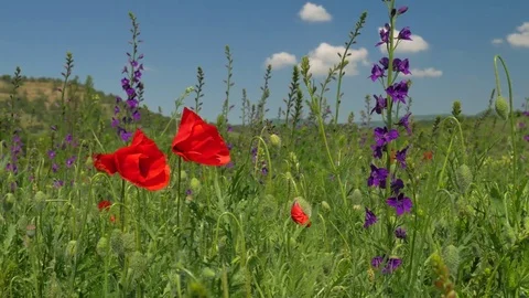 Bautiful poppies Stock Footage 84796150