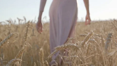 Bautifull lady caressing wheat field walking at sunset. Shot from behind. Stock Footage 88718886