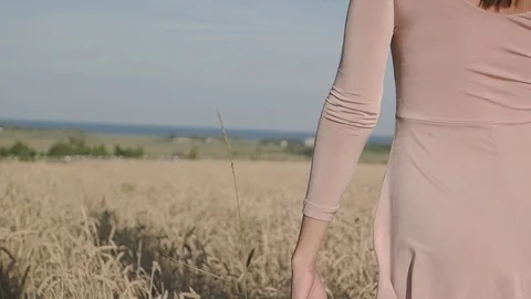Bautifull lady caressing wheat field walking at sunset. Shot from behind.  Stock Footage 88719004