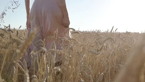 Bautifull lady caressing wheat field walking at sunset. Shot from behind. Stock Footage 88719005