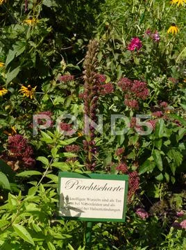 Bavaria Berchtesgaden National Park Ramsau Medical Herbal plant Prachtscharte Stock Photos
