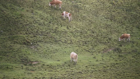 Bavarian cows standing on hillside Stock Footage 147998897