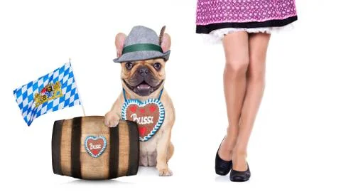 Bavarian   dog Foto stock