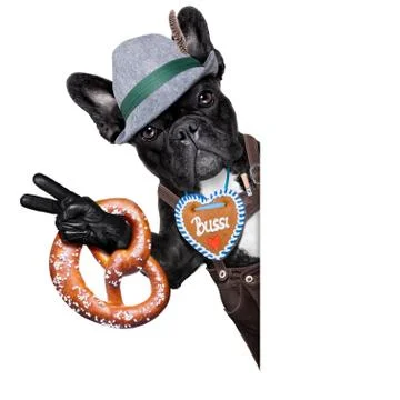 Bavarian dog Stock Photos