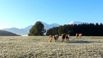 Bavarian fall Vidéo 85690403