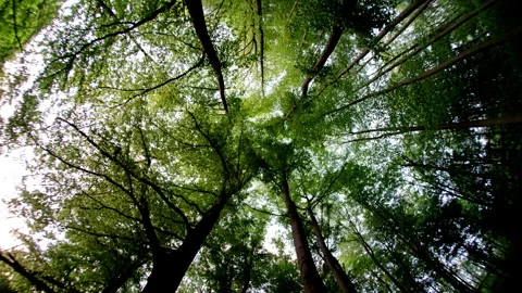 Bavarian forest in motion Stock Footage 285792238