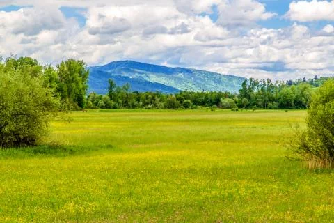 Bavarian forest Stock Photos