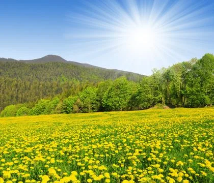 Bavarian Forest Foto stock