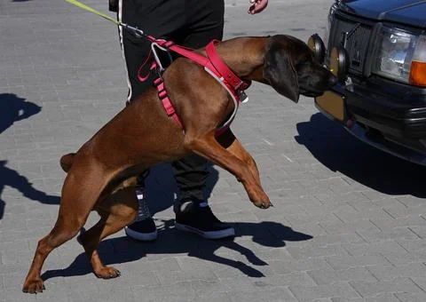 The Bavarian Mountain Hound pulled her leash in close up Stock Photos