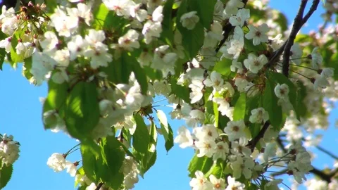 Bavrian mountain view Vidéo 85685735