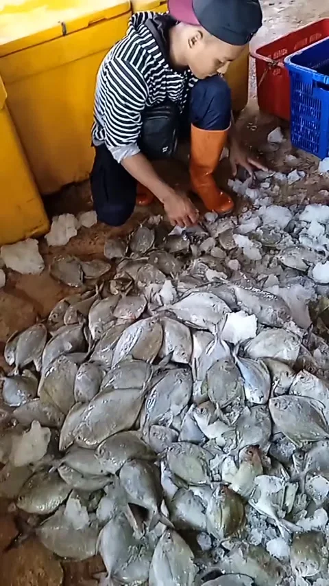 Bawal Fish Video stock 222721085