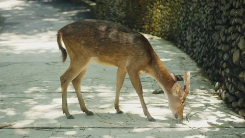 Bawean deer exploring a stone wall Stock Footage 312788765