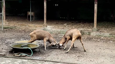 Bawean deer Stock Footage 218547818