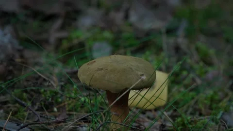 Bay bolete Stock Footage 321944904