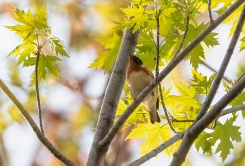 Bay-breasted Warbler on maple tree branch Stock Photos