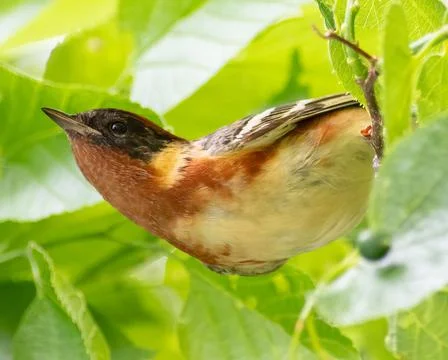 Bay breasted warbler perched on a tree Stock Photos