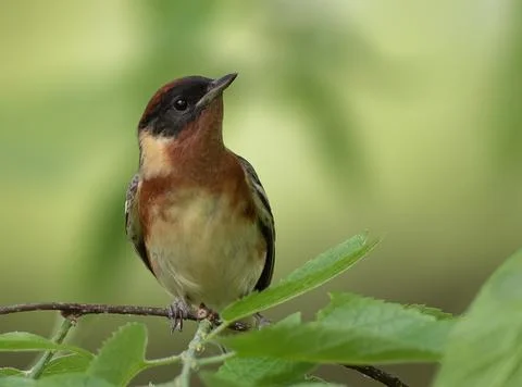 Bay Breasted Warbler sitting on a tree alone Stock Photos