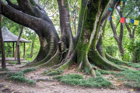 Bay Fig tree with exposed roots covered in moss Stock Photos