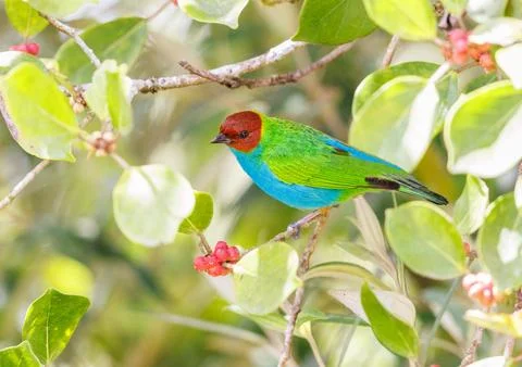Bay Headed Tanager perched between the foliage Stock Photos