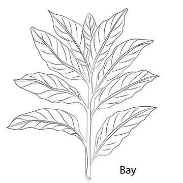Bay Herb Garden Stock Illustration
