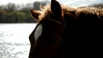 Bay horse on the background of the river, close-up Stock Footage 85609958