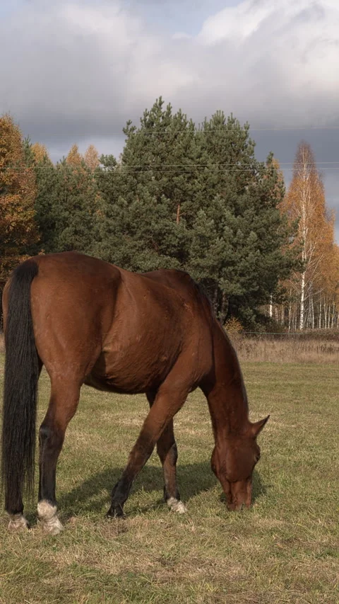 A bay horse grazing in a mowed meadow. 스톡 동영상 331663226
