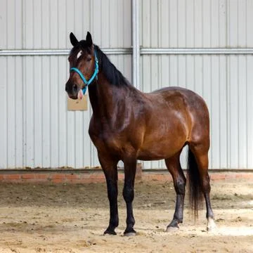 Bay horse learning to work without bridle on manege Foto stock