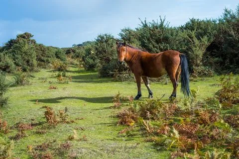 Bay horse looking to the camera while walk on the forest valley with bushes and Stock Photos
