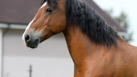 Bay horse in paddock Stock Footage 90086128