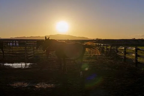 Bay Horse Standing on the farm, Split Rail metal fence in a pasture, mountain Stock Photos